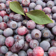 IQF Einfrieren / Gefriergetrocknete Bio Blaubeere Zl-001 1